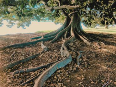 L'approche systémique est comme un arbre aux racines profondes et entremêlées