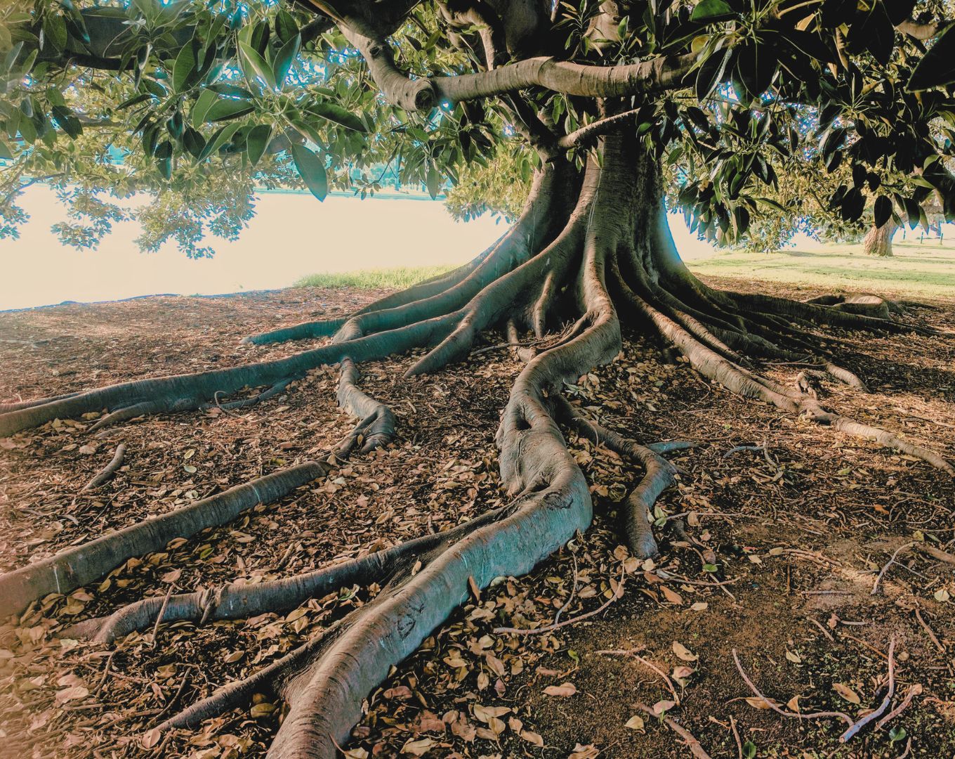 L'approche systémique est comme un arbre aux racines profondes et entremêlées