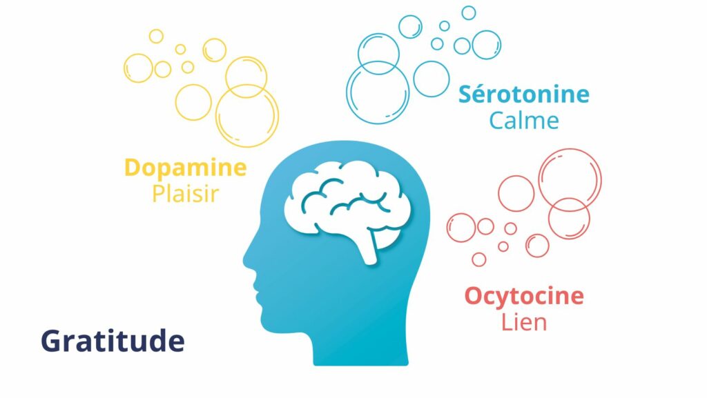 Schéma du circuit de la récompense du cerveau activé par la gratitude avec dopamine, sérotonine et ocytocine